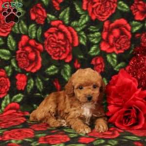 Sophie, Miniature Poodle Puppy
